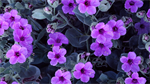 Fond d'écran gratuit de Fleurs - Fleurs sauvages numéro 58084